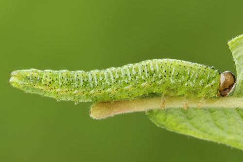 Arge ustulata