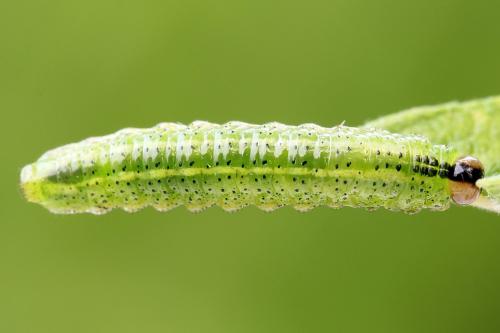 Réf. 251 984 : Arge ustulata