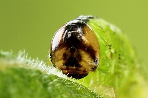 Réf. 251 985 : Arge ustulata