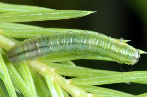 Pristiphora compressa