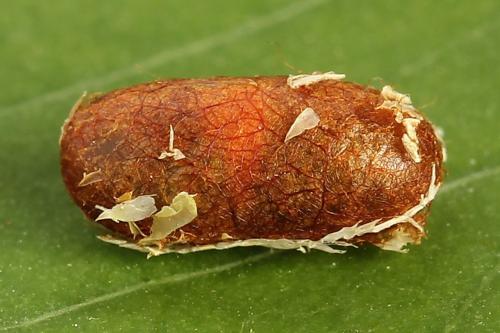 Réf. 251 215 : Pristiphora compressa
