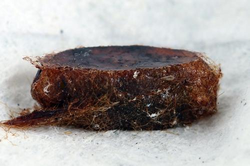 Euura ampla