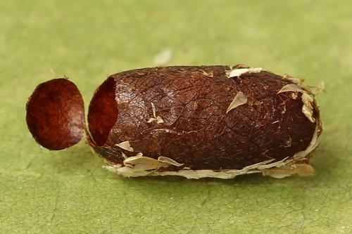 Réf. 251 216 : Pristiphora compressa