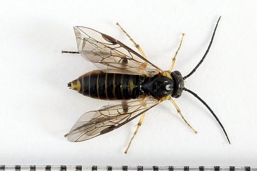 Réf. 251 219 : Pristiphora compressa