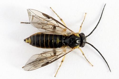 Réf. 251 220 : Pristiphora compressa