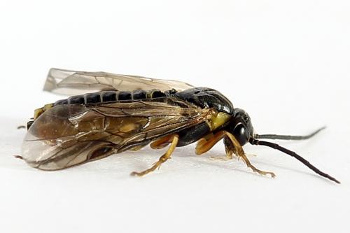Réf. 251 221 : Pristiphora compressa