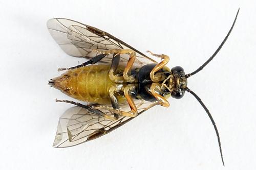 Réf. 251 222 : Pristiphora compressa