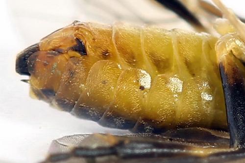 Réf. 251 227 : Pristiphora compressa