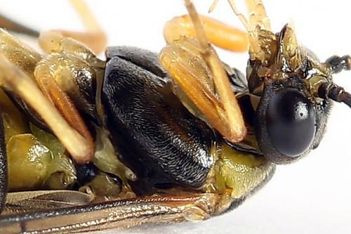 Réf. 251 228 : Pristiphora compressa