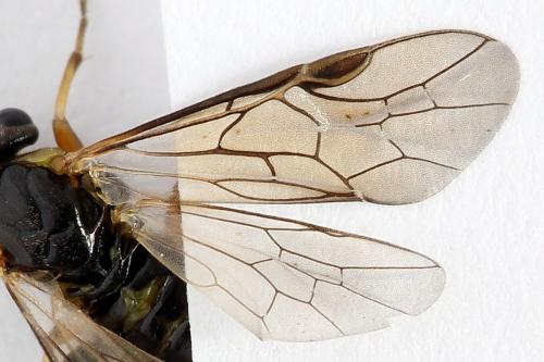 Réf. 251 230 : Pristiphora compressa