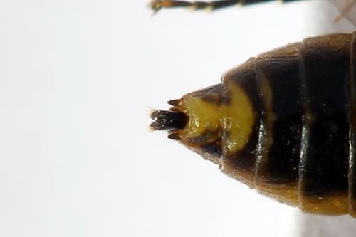 Réf. 251 231 : Pristiphora compressa