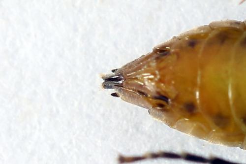 Réf. 251 232 : Pristiphora compressa