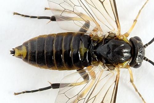 Réf. 251 234 : Pristiphora compressa