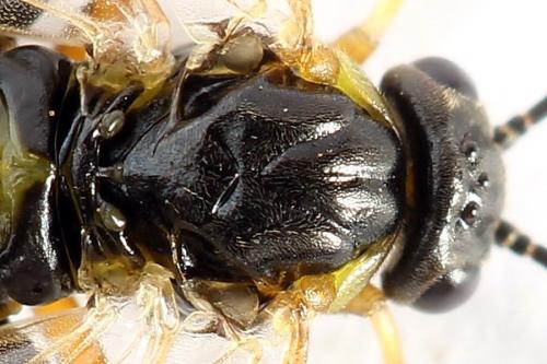 Réf. 251 235 : Pristiphora compressa