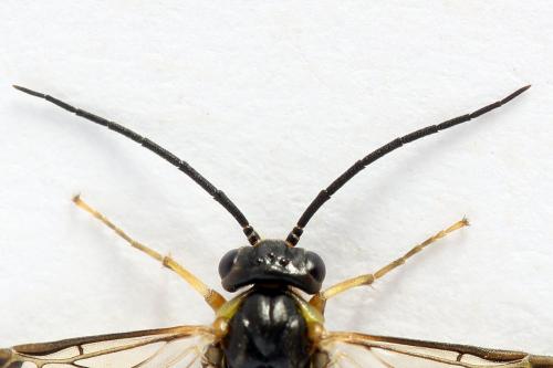 Réf. 251 237 : Pristiphora compressa