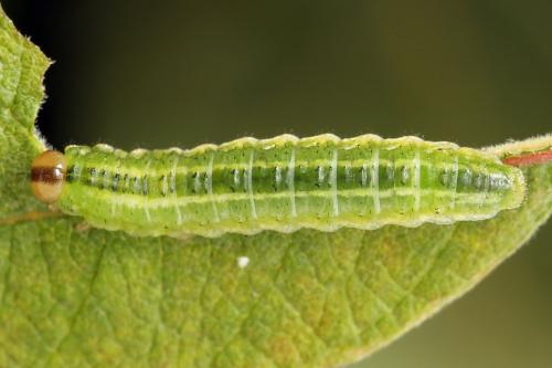 Arge ustulata