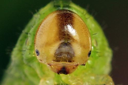 Réf. 251 988 : Arge ustulata