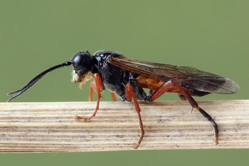 Réf. 251 182 : Tenthredo ignobilis