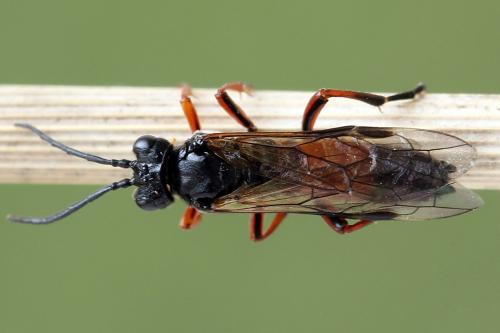 Réf. 251 183 : Tenthredo ignobilis