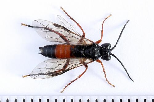 Réf. 251 184 : Tenthredo ignobilis