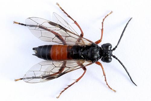 Réf. 251 185 : Tenthredo ignobilis