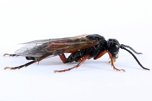 Réf. 251 186 : Tenthredo ignobilis