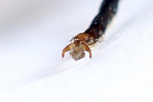 Réf. 251 188 : Tenthredo ignobilis