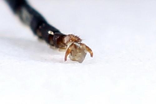 Réf. 251 189 : Tenthredo ignobilis