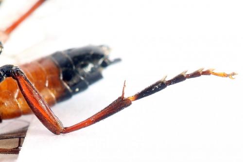 Réf. 251 190 : Tenthredo ignobilis