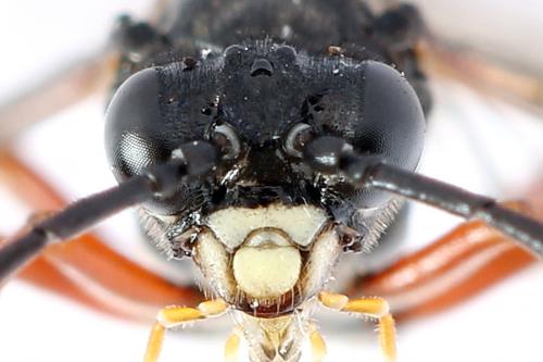 Réf. 251 191 : Tenthredo ignobilis