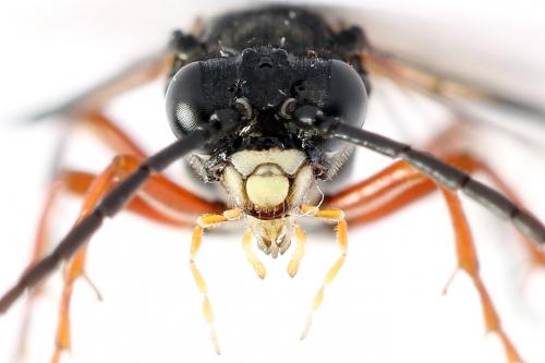 Réf. 251 192 : Tenthredo ignobilis