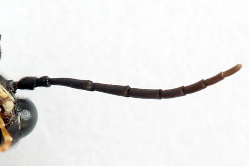 Réf. 251 196 : Tenthredo ignobilis