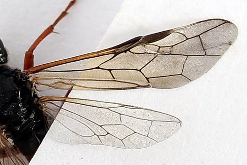 Tenthredo ignobilis
