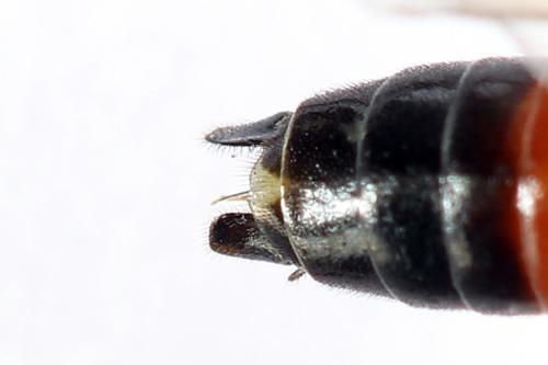 Réf. 251 199 : Tenthredo ignobilis