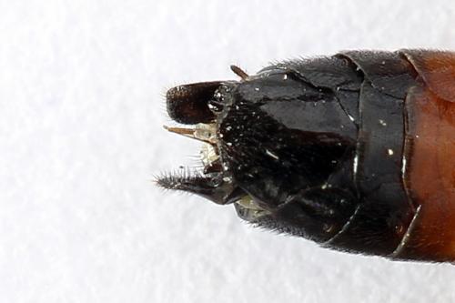 Réf. 251 200 : Tenthredo ignobilis