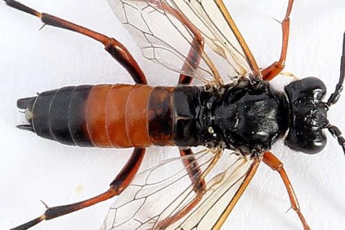 Réf. 251 201 : Tenthredo ignobilis