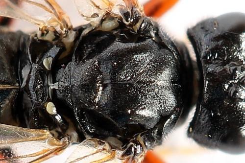 Tenthredo ignobilis