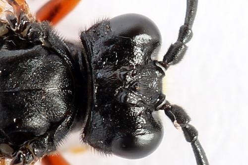 Réf. 251 203 : Tenthredo ignobilis