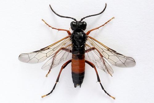 Réf. 251 204 : Tenthredo ignobilis