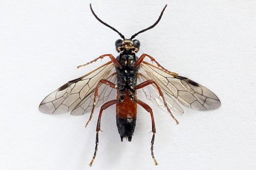 Tenthredo ignobilis