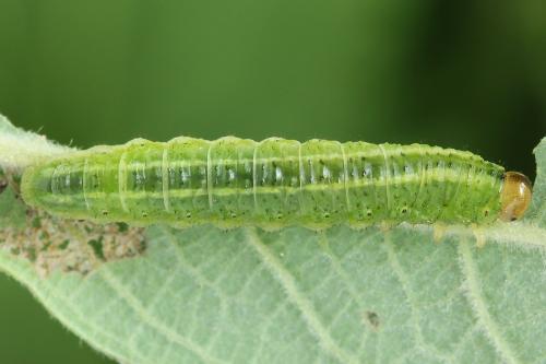 Arge ustulata
