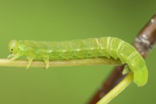 Euura ampla