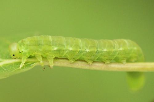 Euura ampla