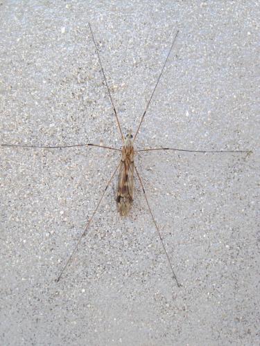 Tipula sp.