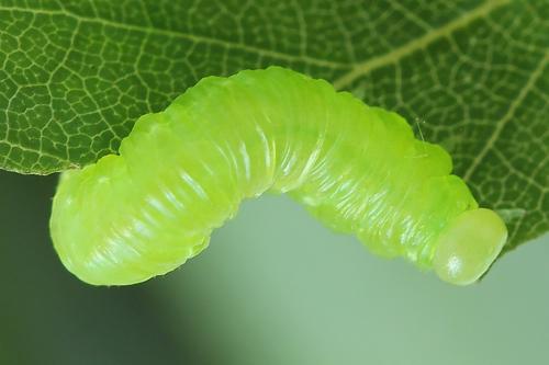 Euura ampla