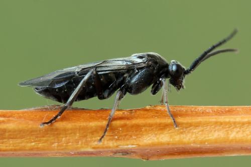 Euura ampla