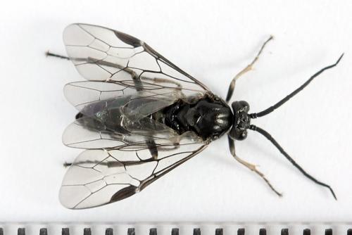Euura ampla