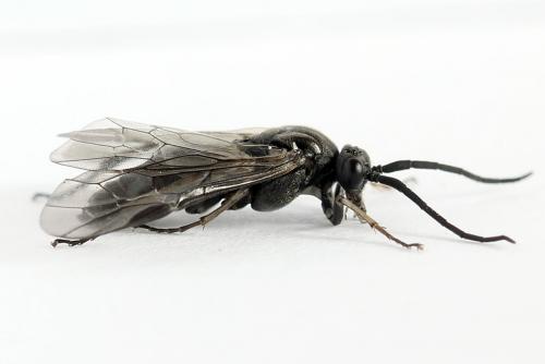 Euura ampla
