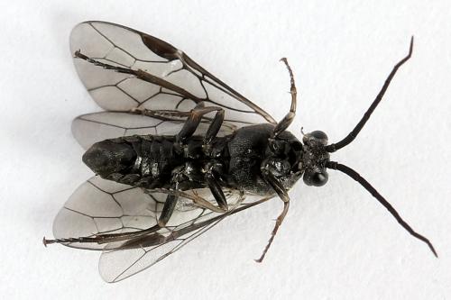 Euura ampla