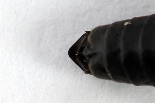 Euura ampla